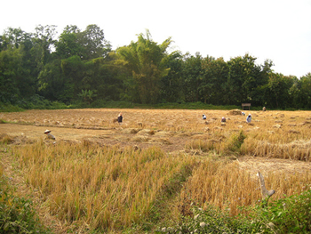 Thai Rice Field Thai Rice Field