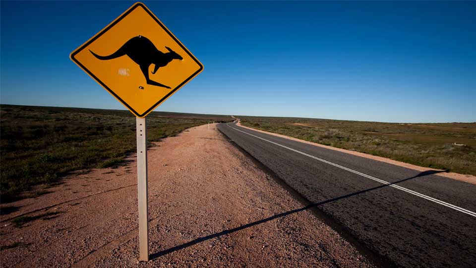 Rural Road In Australia With A Kangaroo Warning Street Sign