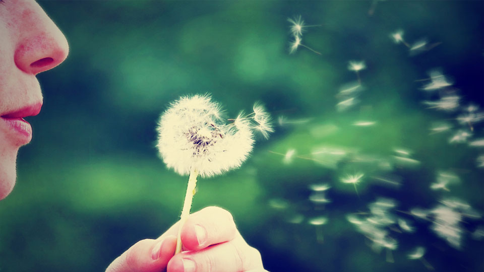 Blowing Dandelion Fluff To Make A Wish